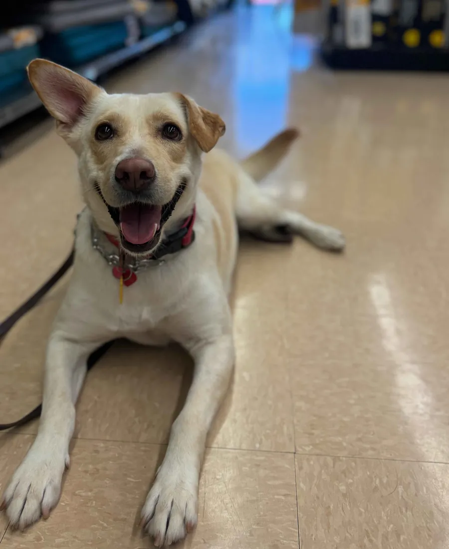 Obedience training landing page