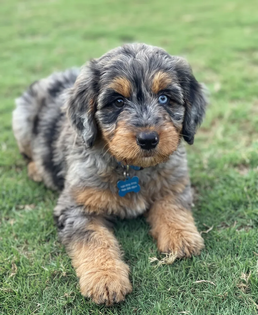 Puppy training landing page